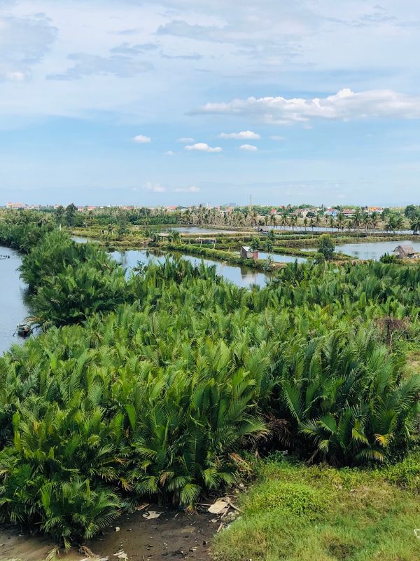 Fluss, Reisterrassen in Hoi An