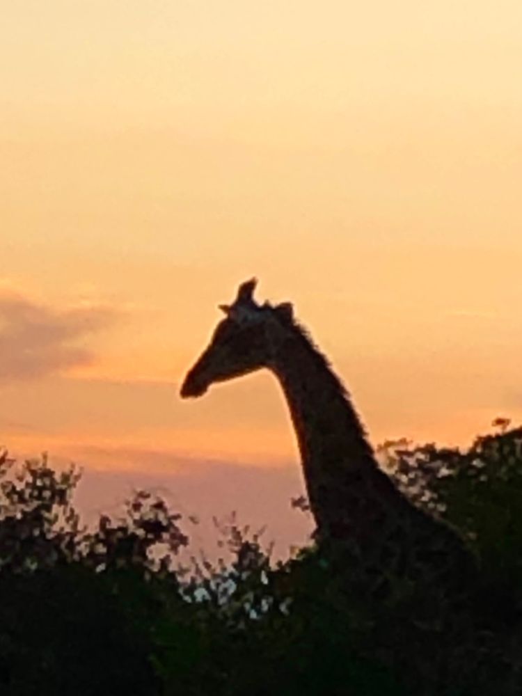 Giraffe im Sonnenuntergang_Waltraud Hable